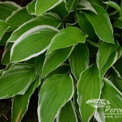 Hosta Iced Lemon