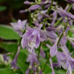 Hosta Iced Lemon