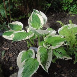 Hosta Patriot