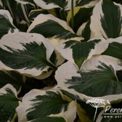 Hosta Patriot