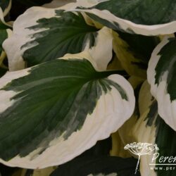 Hosta Patriot