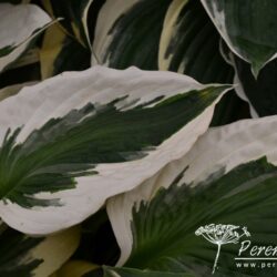 Hosta Patriot