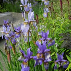 Iris sibirica Perry's Blue