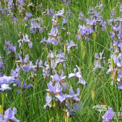 Iris sibirica Perry's Blue