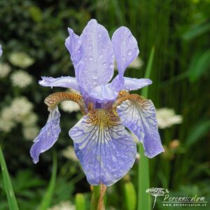 Iris sibirica Perry's Blue