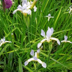 Iris sibirica Summer Skies