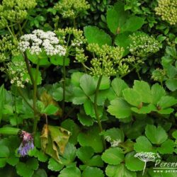 Ligusticum scoticum