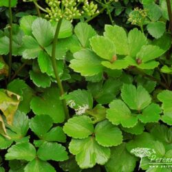 Ligusticum scoticum