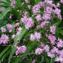 Lychnis flos-cuculi Jenny