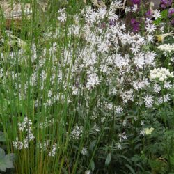 Lychnis flos-cuculi White Robin