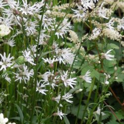 Lychnis flos-cuculi White Robin