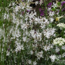 Lychnis flos-cuculi White Robin