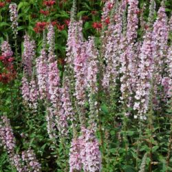 Lythrum salicaria Blush