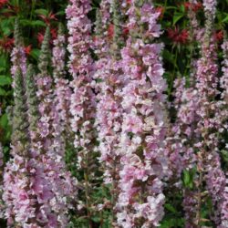 Lythrum salicaria Blush