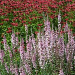 Lythrum salicaria Blush