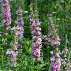 Lythrum salicaria Blush