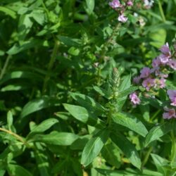 Lythrum salicaria Blush