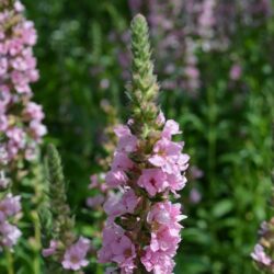 Lythrum salicaria Blush