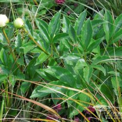 Paeonia lactiflora Jan van Leeuwen