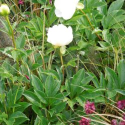 Paeonia lactiflora Jan van Leeuwen