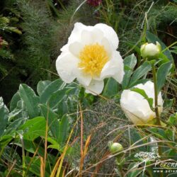 Paeonia lactiflora Jan van Leeuwen