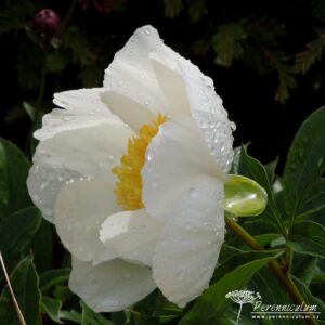 Paeonia lactiflora Jan van Leeuwen