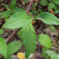 Persicaria campanulata Rosenrot