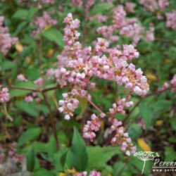 Persicaria campanulata Rosenrot