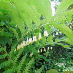 Polygonatum x hybridum