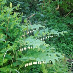 Polygonatum x hybridum