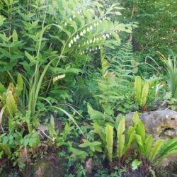 Polygonatum x hybridum