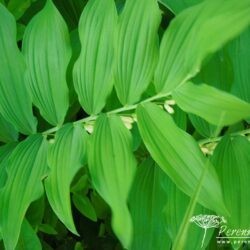 Polygonatum x hybridum