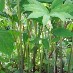 Polygonatum x hybridum