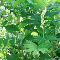 Polygonatum x hybridum