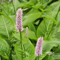 Polygonum bistorta Superbum