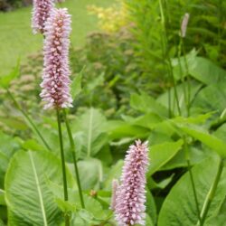 Polygonum bistorta Superbum