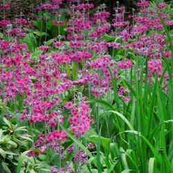 Primula pulverulenta