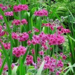 Primula pulverulenta