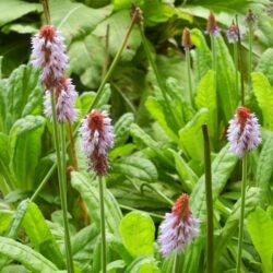 Primula vialii