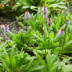 Primula vialii