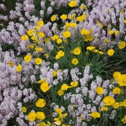 Ranunculus gramineus