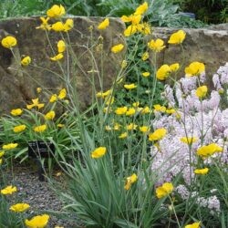 Ranunculus gramineus