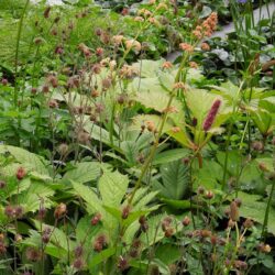 Rodgersia pinnata