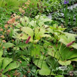 Rodgersia pinnata