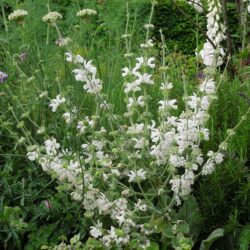 Salvia argentea