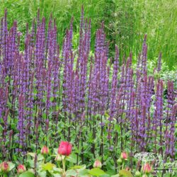 Salvia nemorosa Caradonna