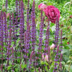 Salvia nemorosa Caradonna