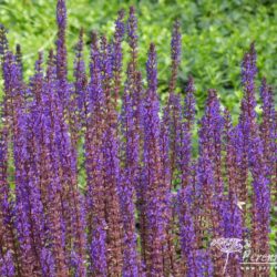 Salvia nemorosa Caradonna