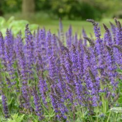 Salvia nemorosa Mainacht