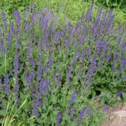 Salvia nemorosa Mainacht